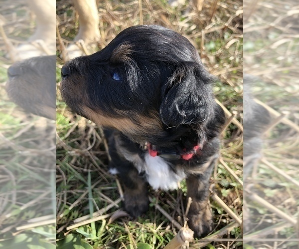 Medium Photo #3 Aussiedoodle Puppy For Sale in CASEY CREEK, KY, USA