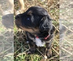 Small Photo #3 Aussiedoodle Puppy For Sale in CASEY CREEK, KY, USA