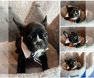 French Bulldog Puppy for sale in LEBANON, KY, USA
