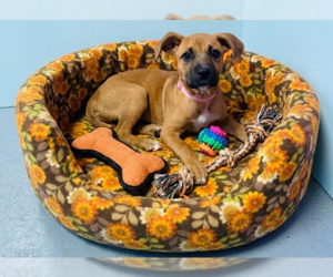 Mutt Dogs for adoption in Genesee, WI, USA