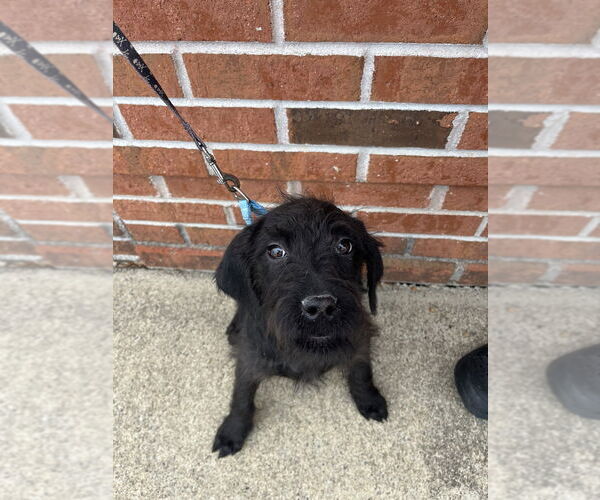 Medium Photo #1 Mutt Puppy For Sale in Candler, NC, USA