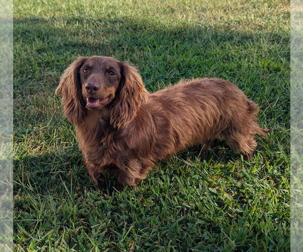 Medium Photo #9 Dachshund Puppy For Sale in Shelbyville, TN, USA