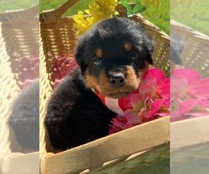Rottweiler Puppy for sale in FOUR OAKS, NC, USA