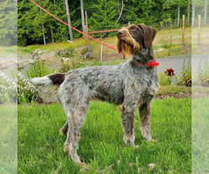 Mother of the German Wirehaired Pointer puppies born on 06/06/2022
