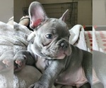 Small Photo #8 French Bulldog Puppy For Sale in CLARKSVILLE, AR, USA