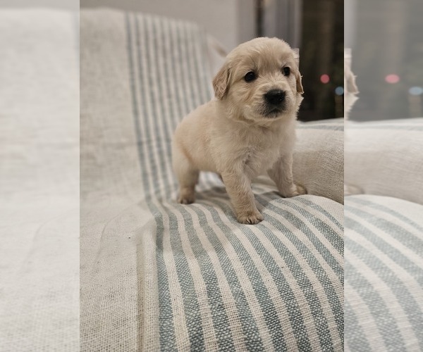 Medium Photo #14 Golden Retriever Puppy For Sale in ELVERTA, CA, USA
