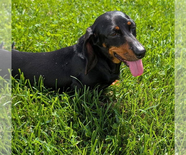 Medium Photo #7 Dachshund Puppy For Sale in Shelbyville, TN, USA