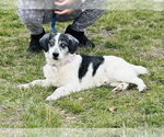 Small #5 Australian Shepherd Mix