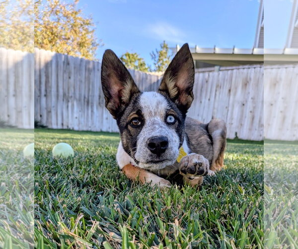 Medium Photo #6 Mutt Puppy For Sale in Sandy, UT, USA