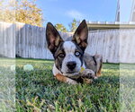 Small Photo #6 Mutt Puppy For Sale in Sandy, UT, USA