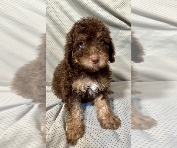 Medium Photo #2 Bernedoodle (Miniature) Puppy For Sale in MAGEE, MS, USA
