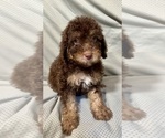 Small #1 Bernedoodle (Miniature)
