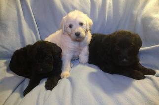 Labradoodle Puppy for sale in VERGENNES, IL, USA