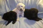 Small Photo #1 Labradoodle Puppy For Sale in VERGENNES, IL, USA
