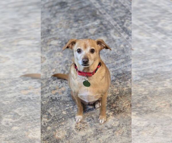 Medium Photo #3 Mutt Puppy For Sale in Arlington, VA, USA