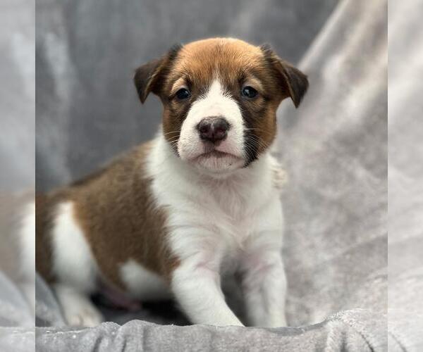Medium Photo #1 Colonial Cocker Spaniel-Unknown Mix Puppy For Sale in San Diego, CA, USA