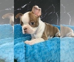 Small #2 Boston Terrier