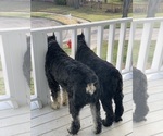 Small #32 Schnauzer (Giant)