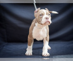 Small Photo #5 American Bully Puppy For Sale in MONROE, MI, USA