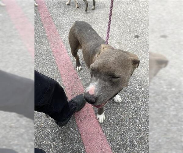 Medium Photo #1 American Pit Bull Terrier Puppy For Sale in Houston, TX, USA