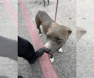 American Pit Bull Terrier Dogs for adoption in Houston, TX, USA