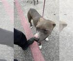 Small American Pit Bull Terrier