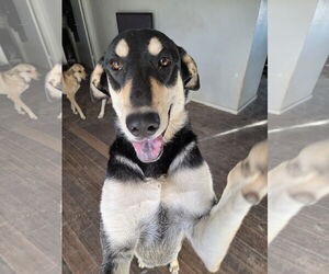 Mutt Dogs for adoption in Chandler, AZ, USA