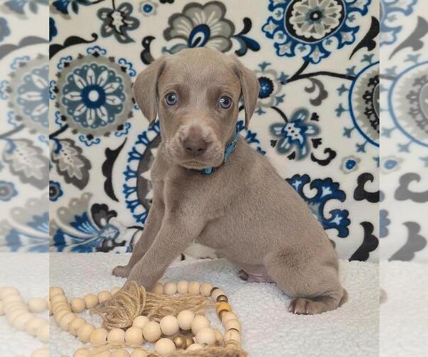 Medium Photo #1 Weimaraner Puppy For Sale in LEWISBURG, KY, USA
