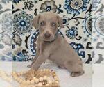 Puppy Finn Weimaraner