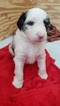 Small Photo #5 Aussiedoodle Puppy For Sale in MIDDLETOWN, DE, USA