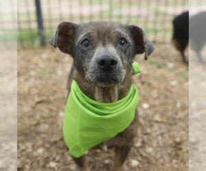 Mutt Dogs for adoption in San Antonio, TX, USA