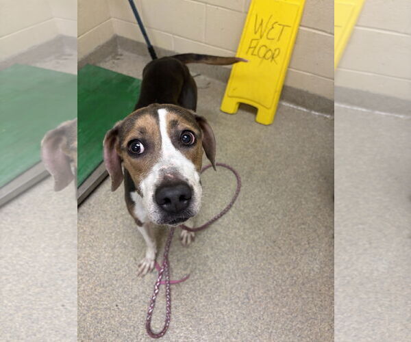Medium Photo #2 Beagle Puppy For Sale in Virginia Beach, VA, USA