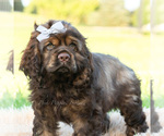 Puppy morningstar Cocker Spaniel