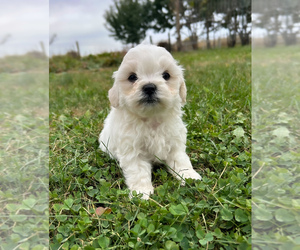 Zuchon Puppy for sale in FAIRBANK, IA, USA