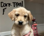 Puppy Dark Teal Mastiff