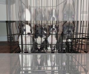 American Bully Puppy for Sale in CUMBERLAND, Virginia USA