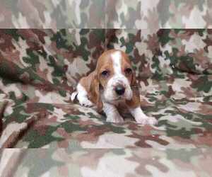 Basset Hound Puppy for sale in SALEM, WV, USA