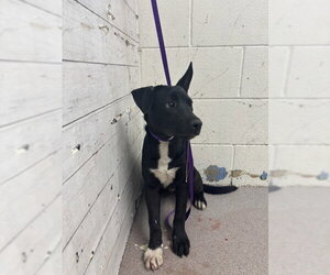 Mutt Dogs for adoption in San Bernardino, CA, USA