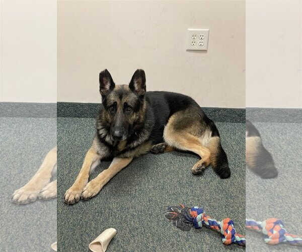 Medium Photo #2 German Shepherd Dog Puppy For Sale in Thomasville, NC, USA