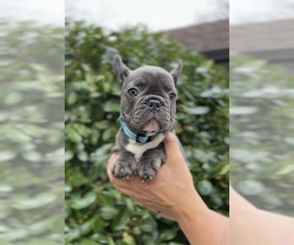 Medium Photo #5 French Bulldog Puppy For Sale in METUCHEN, NJ, USA