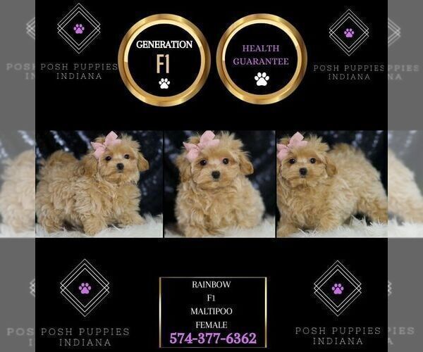 Medium Photo #84 Maltipoo Puppy For Sale in WARSAW, IN, USA