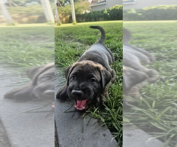 Medium Photo #7 Cane Corso-Doberman Pinscher Mix Puppy For Sale in NORFOLK, VA, USA