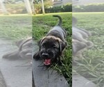 Small #6 Cane Corso-Doberman Pinscher Mix