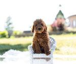 Small Photo #7 Goldendoodle (Miniature) Puppy For Sale in WARSAW, IN, USA
