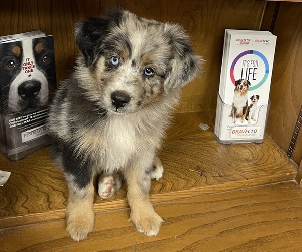 Medium Photo #5 Miniature Australian Shepherd Puppy For Sale in TERRELL, TX, USA