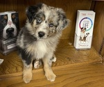 Small #4 Miniature Australian Shepherd