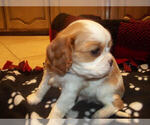 Small Photo #3 Cavalier King Charles Spaniel Puppy For Sale in DALLAS, TX, USA