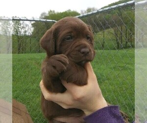 Labrador Retriever Puppy for sale in CLEARVILLE, PA, USA