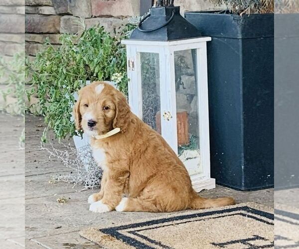 Medium Photo #2 Goldendoodle Puppy For Sale in GORDONVILLE, PA, USA