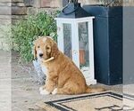 Small #1 Goldendoodle